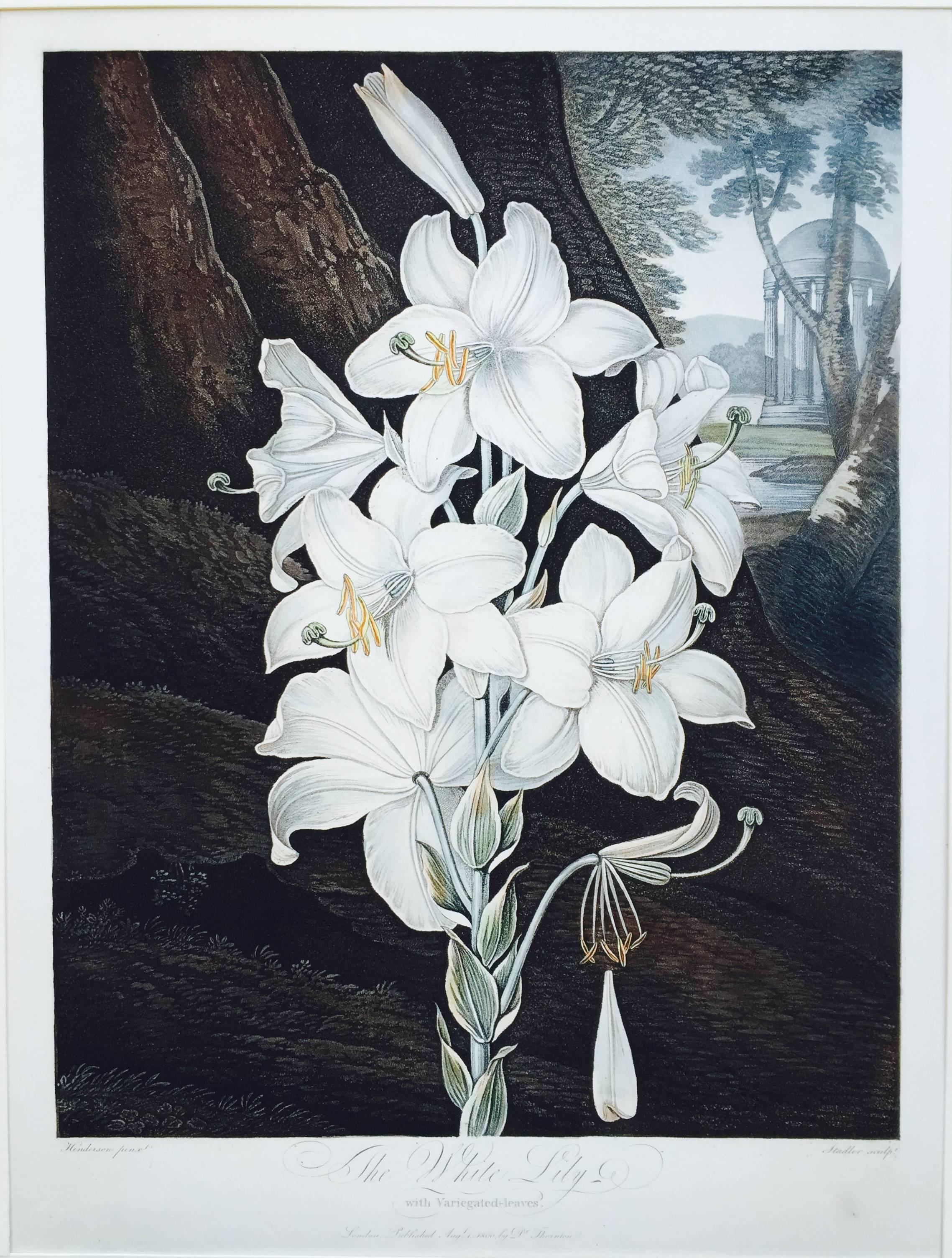 Dr. Robert John Thornton Landscape Print - WHITE LILY 