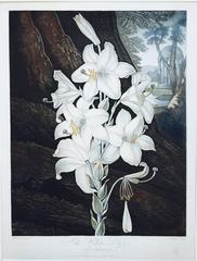 Antique WHITE LILY 
