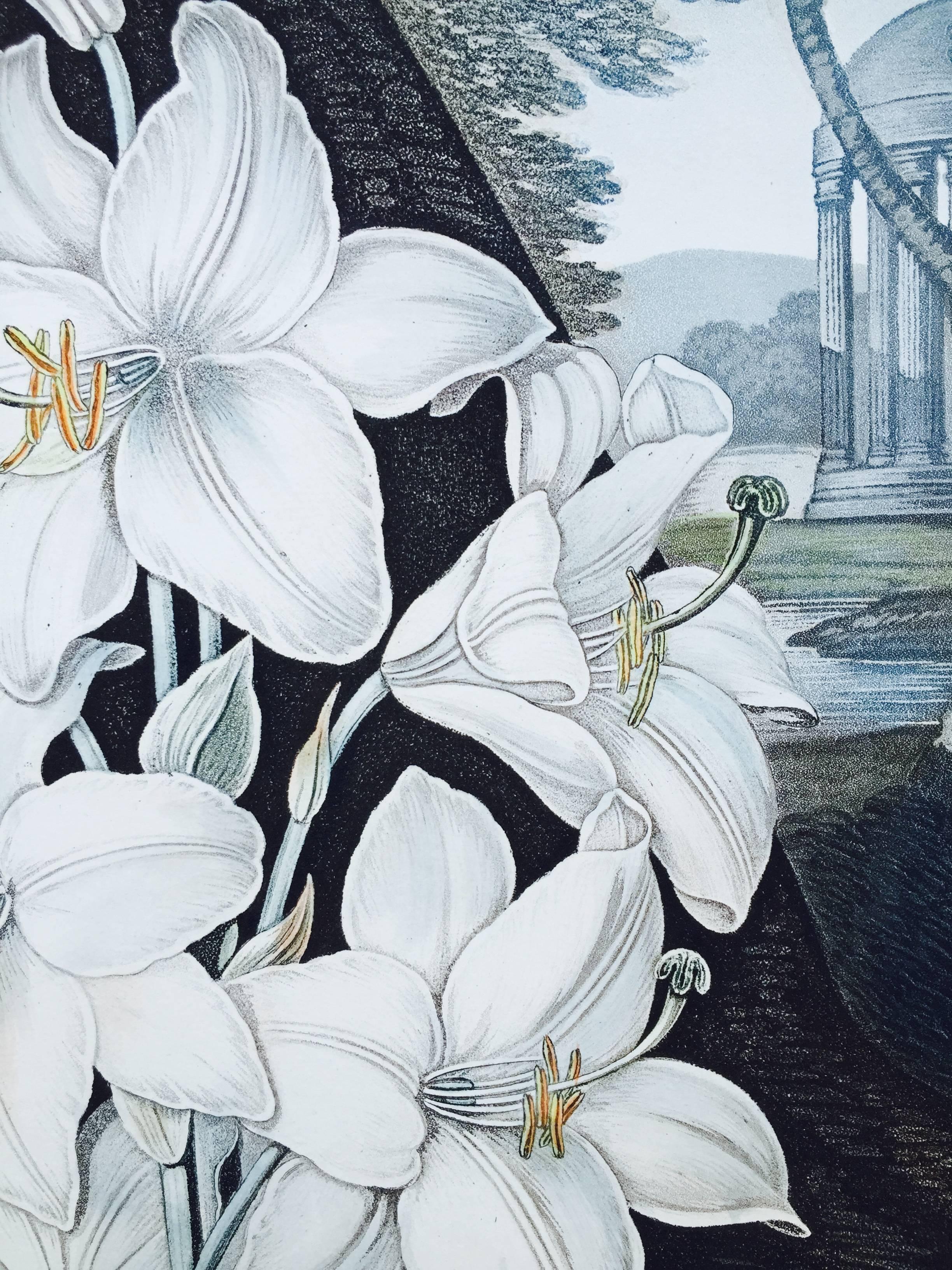 WHITE LILY  - Black Landscape Print by Dr. Robert John Thornton