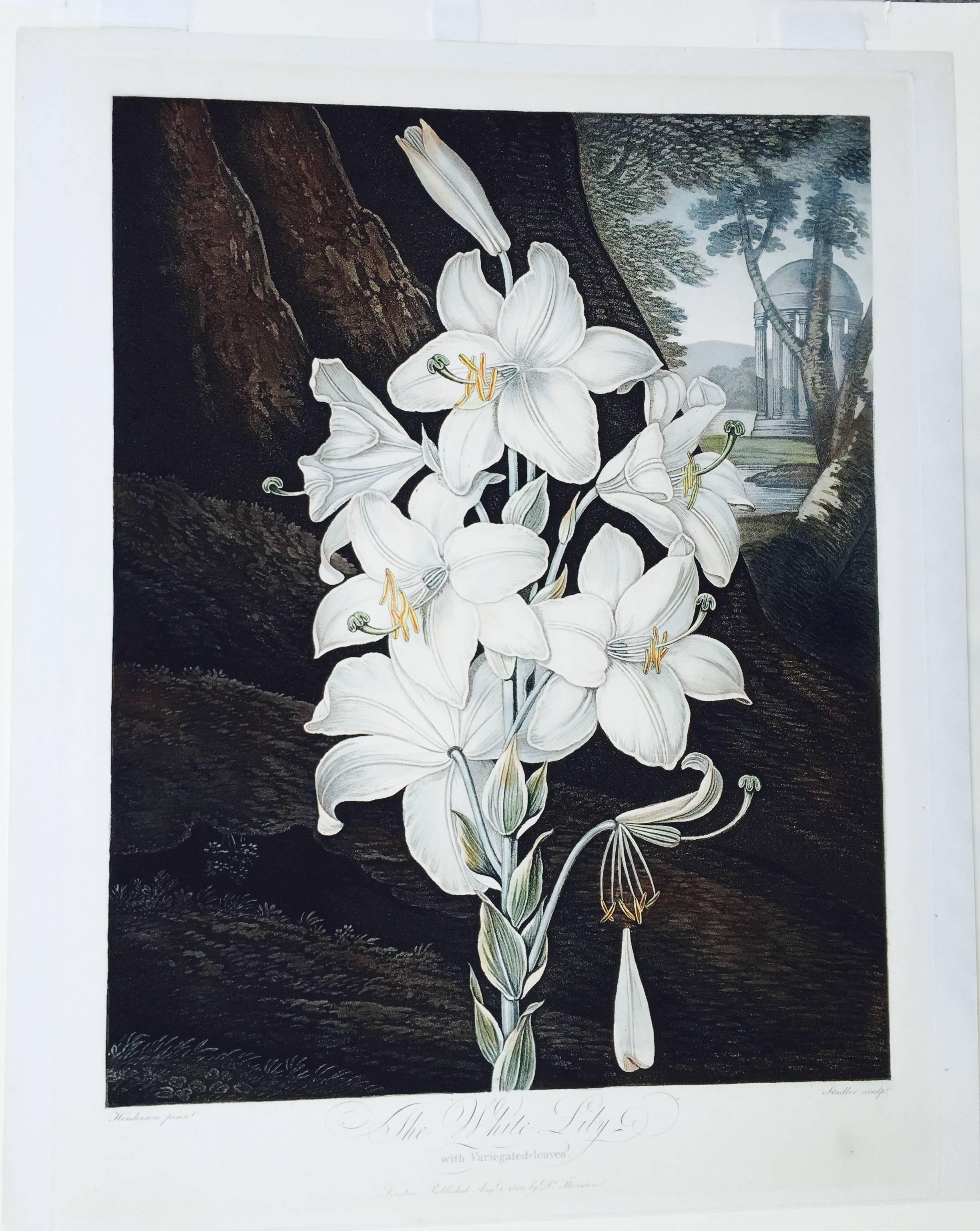 WHITE LILY  - Print by Dr. Robert John Thornton