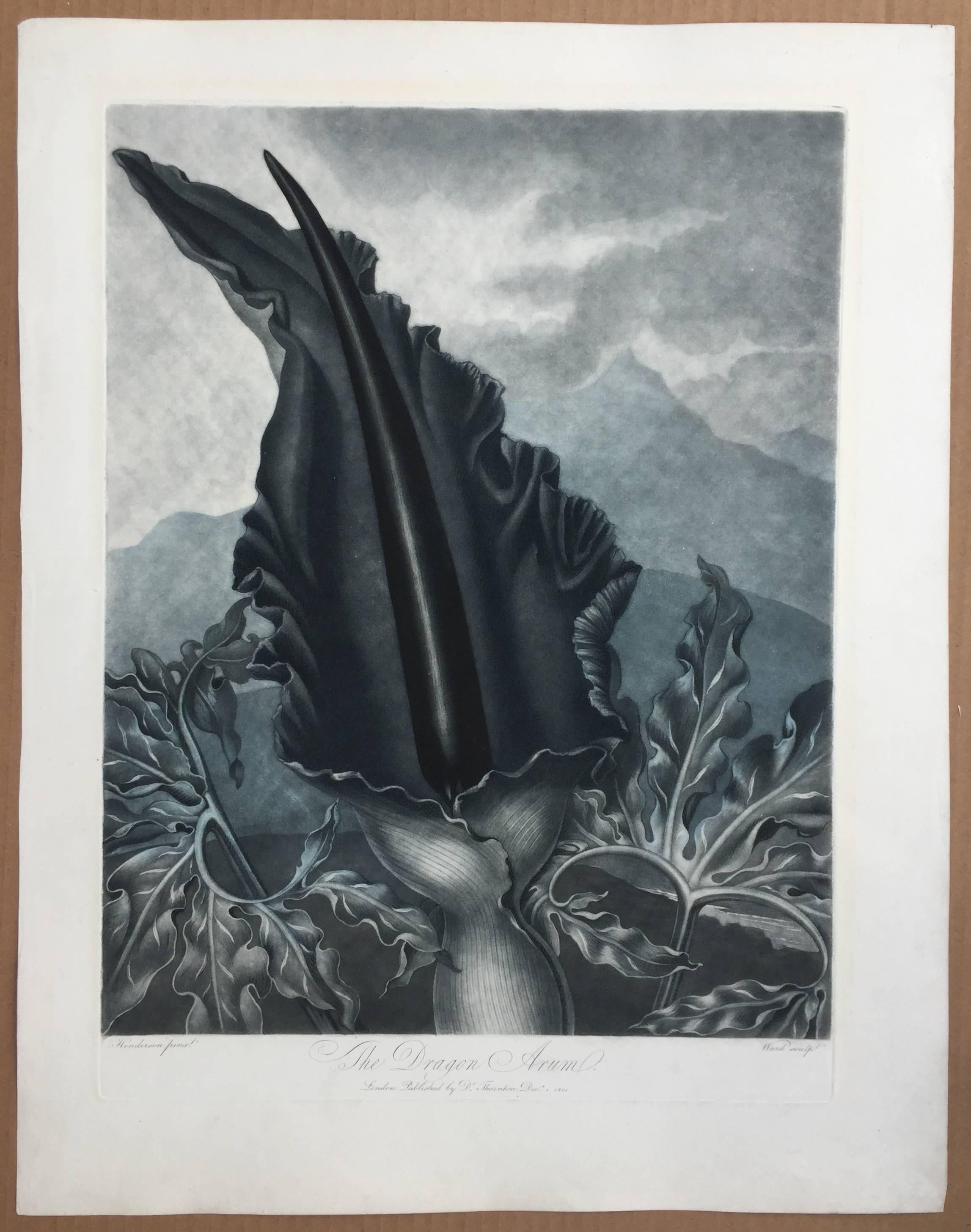 THE DRAGON ARUM - Old Masters Print by Dr. Robert John Thornton