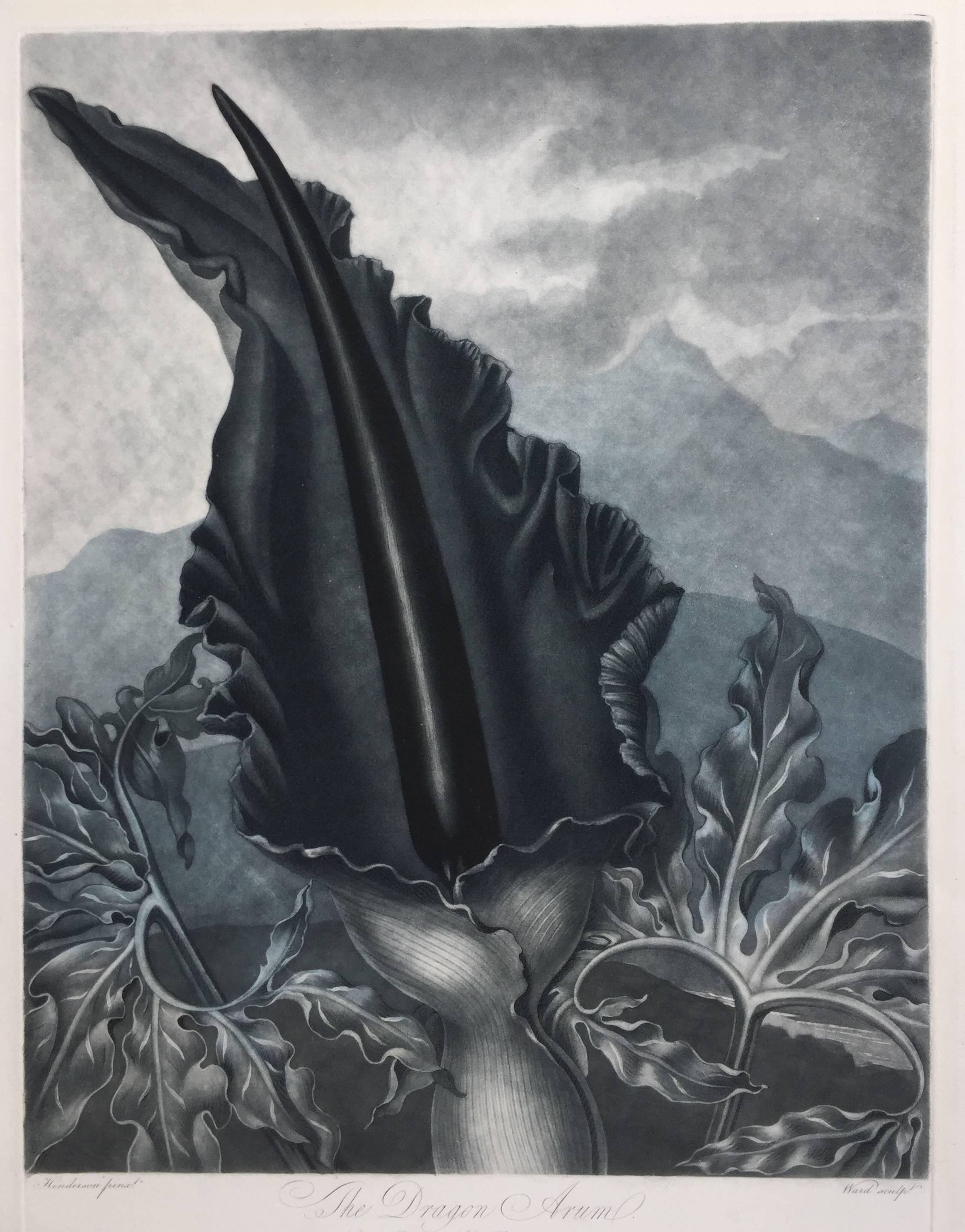 Dr. Robert John Thornton Landscape Print - THE DRAGON ARUM