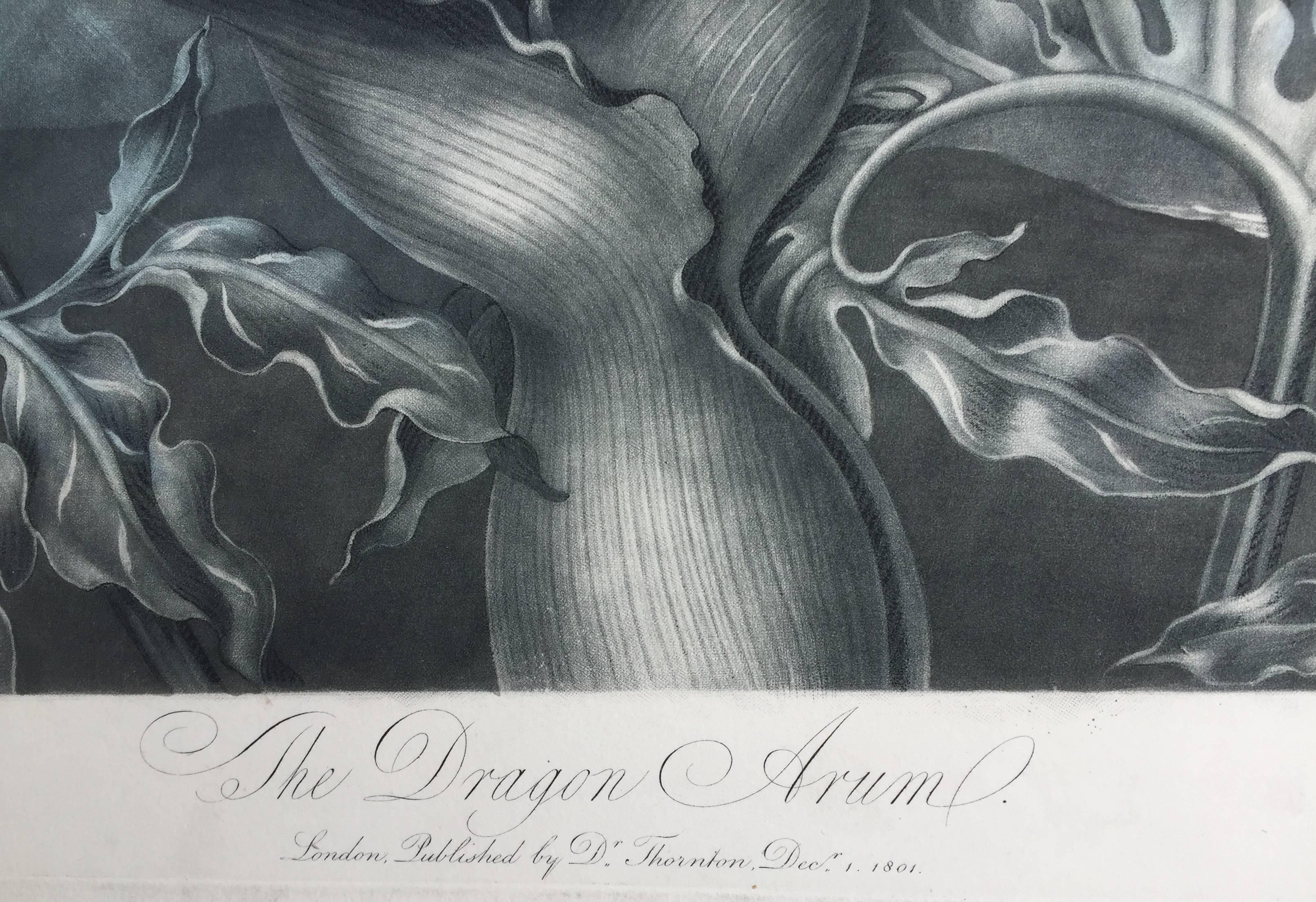 THE DRAGON ARUM - Print by Dr. Robert John Thornton