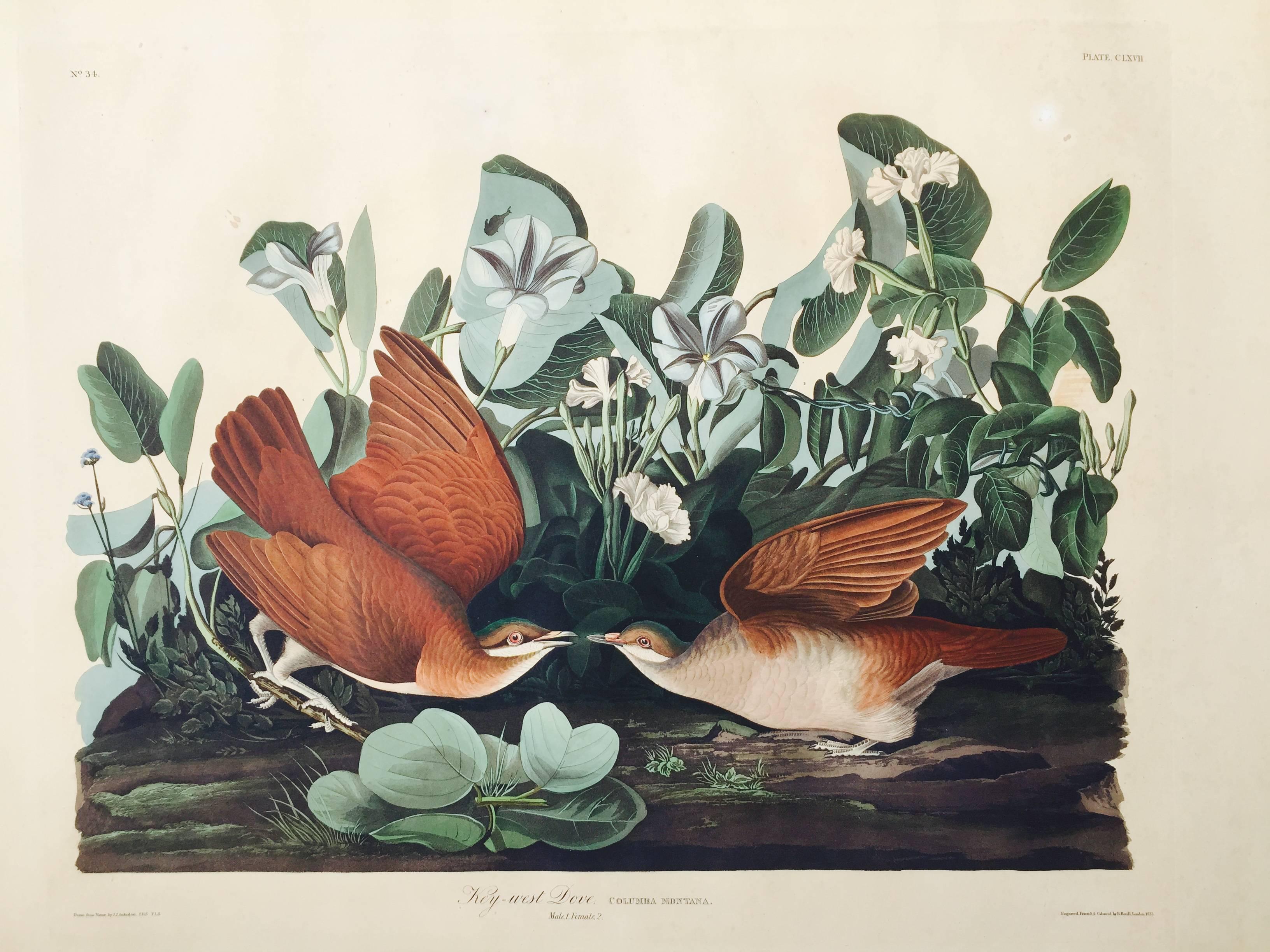 John James Audubon Animal Print - KEY WEST DOVE,  Havell Edition