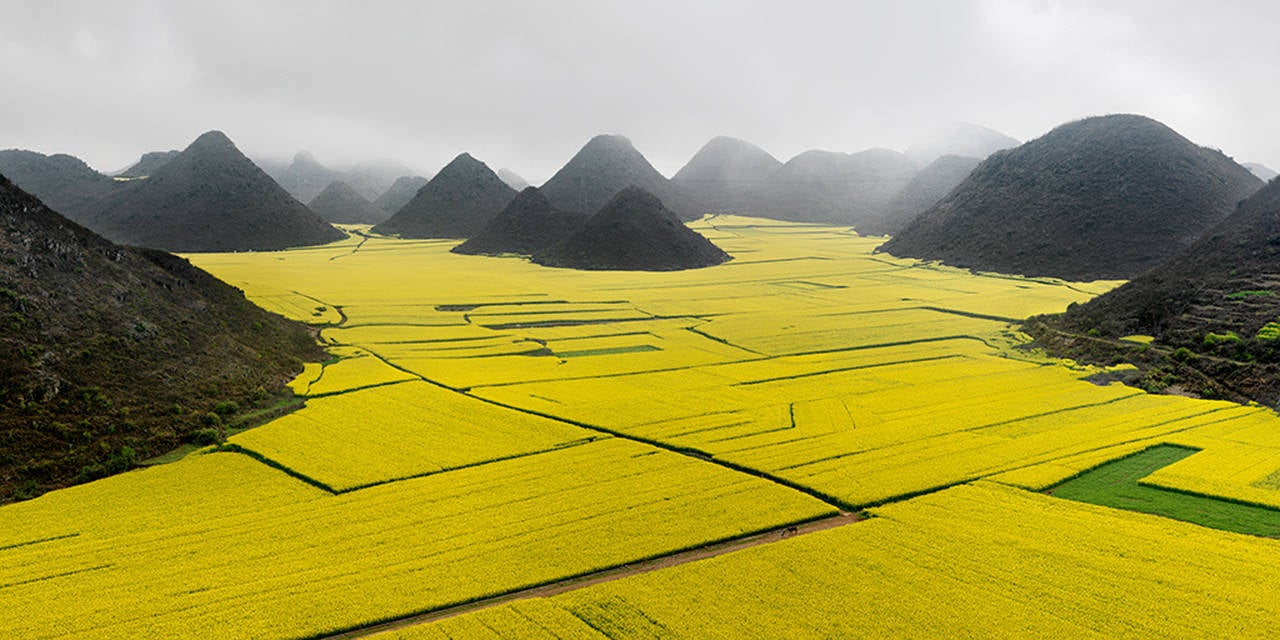 Edward Burtynsky Landscape Photograph - Canola Fields, Luoping, Yunnan Province, China