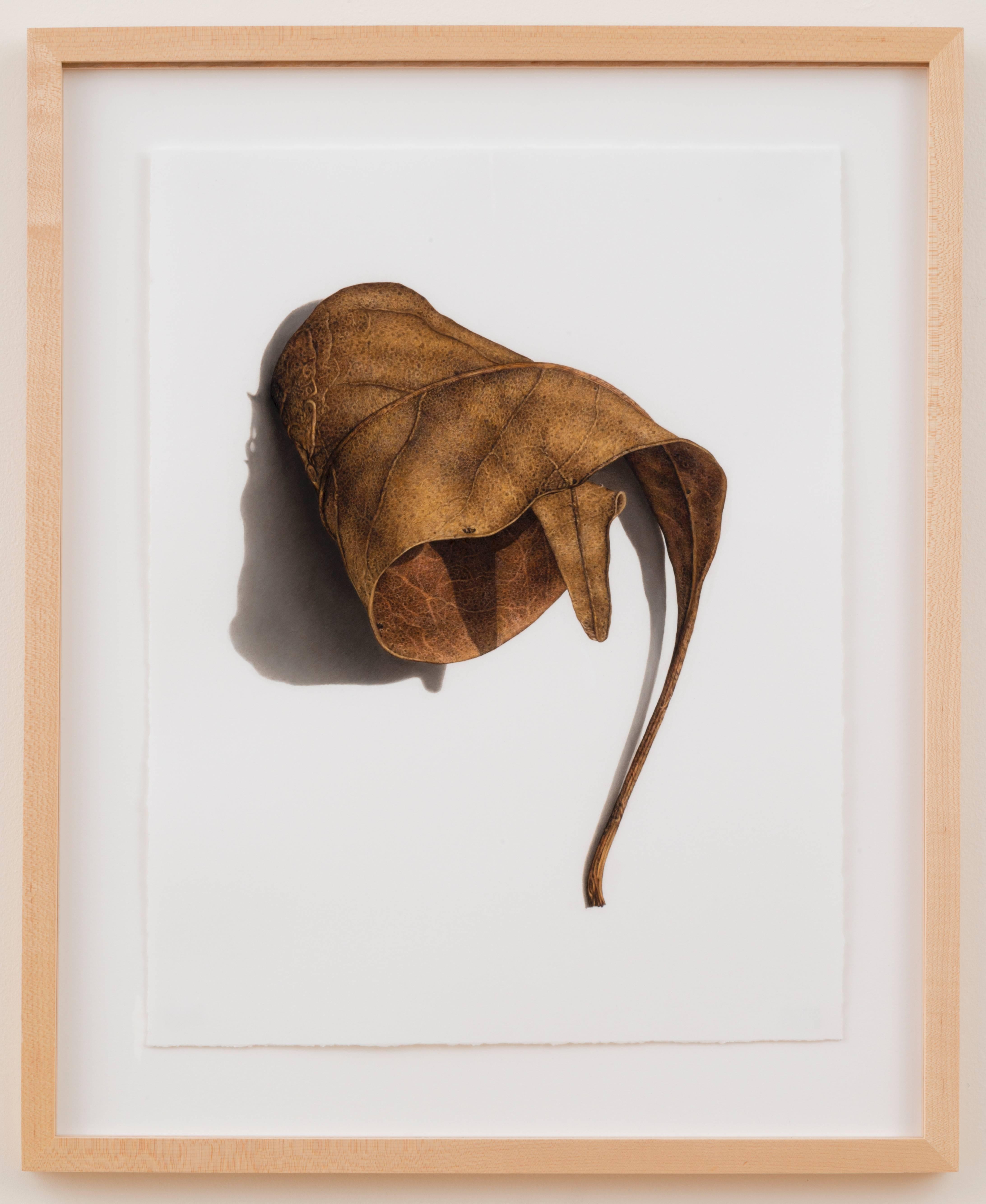 Working in colored pencil on paper, David Morrison studies objects from nature at the very end of their useful life, highlighting its wondrous natural markings, flaws and decay. Morrison lives in Indiana, and many of the objects, such as leaves,