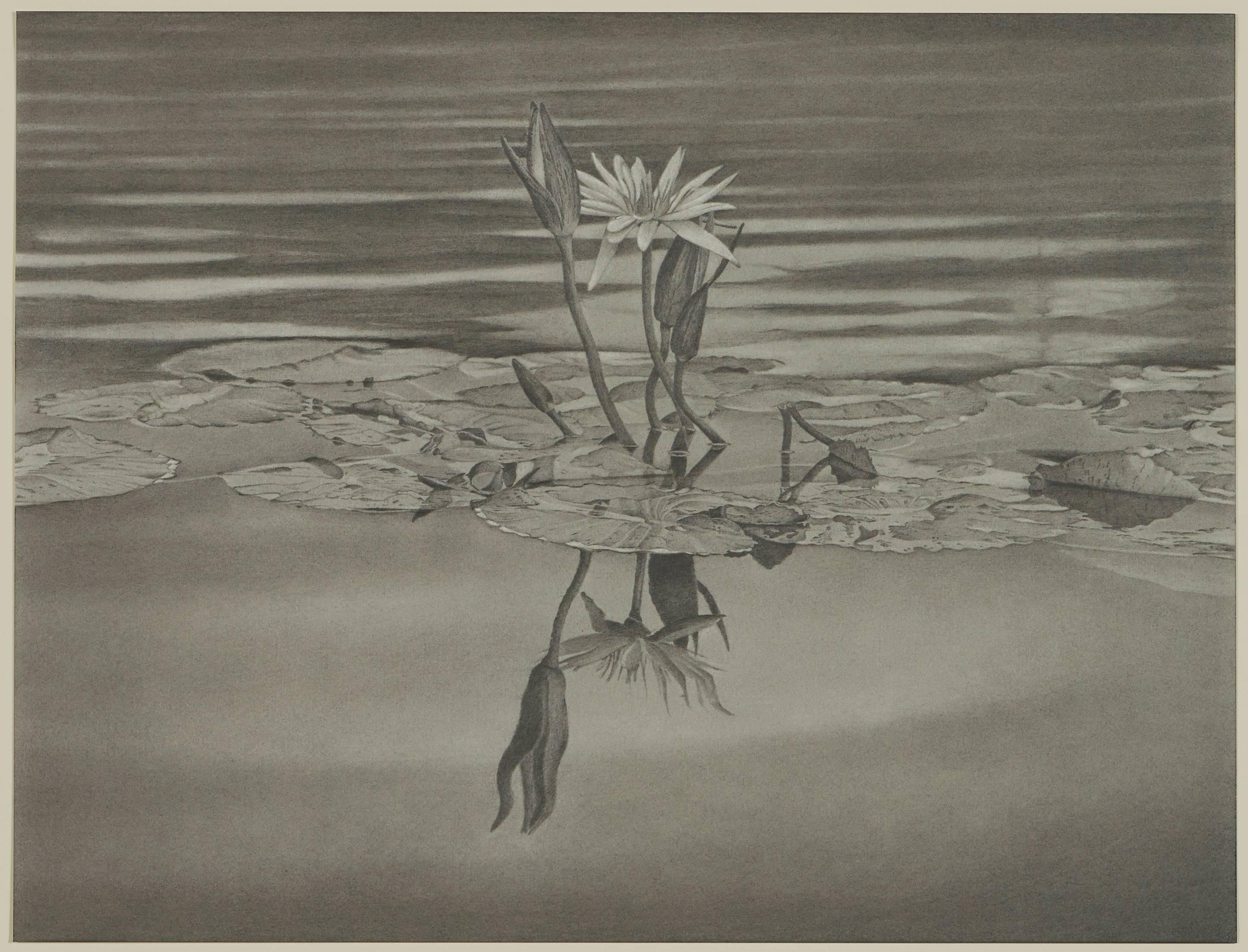 Reilly uses a toning technique to endow her graphite works with a smooth, seamless quality. Rather than distinct outlines, her flower petals glide gracefully into the surrounding water. It is this sense of delicacy, coupled with precision of her