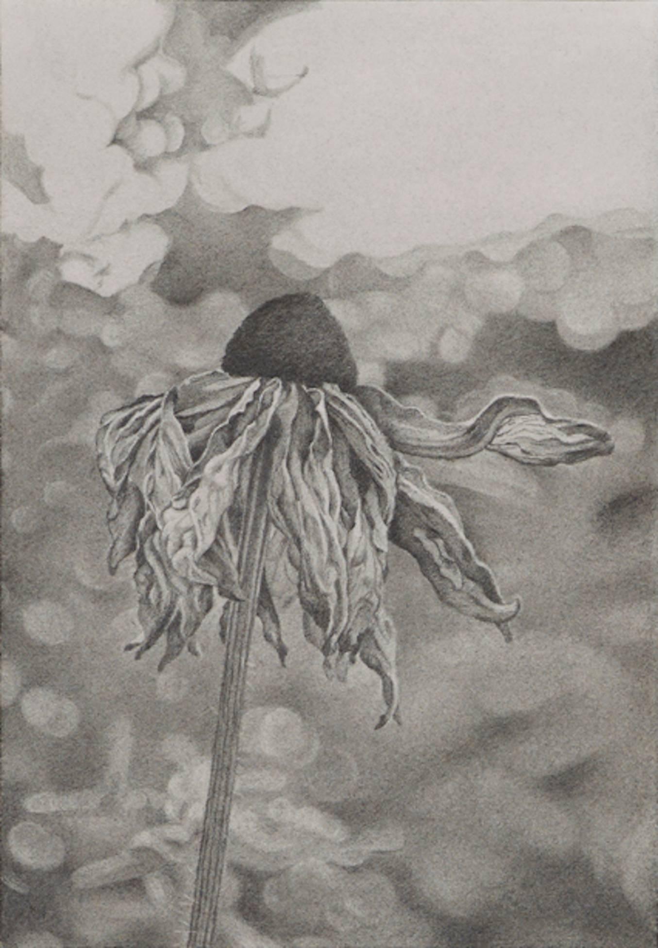 Field of Flowers 1, dessin floral photoréaliste au graphite, 2016