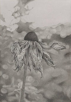 Field of Flowers 1, photorealist graphite floral drawing, 2016