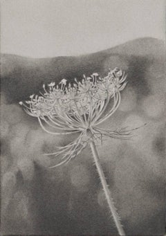 Campo de flores 2, dibujo floral fotorrealista en grafito, 2016