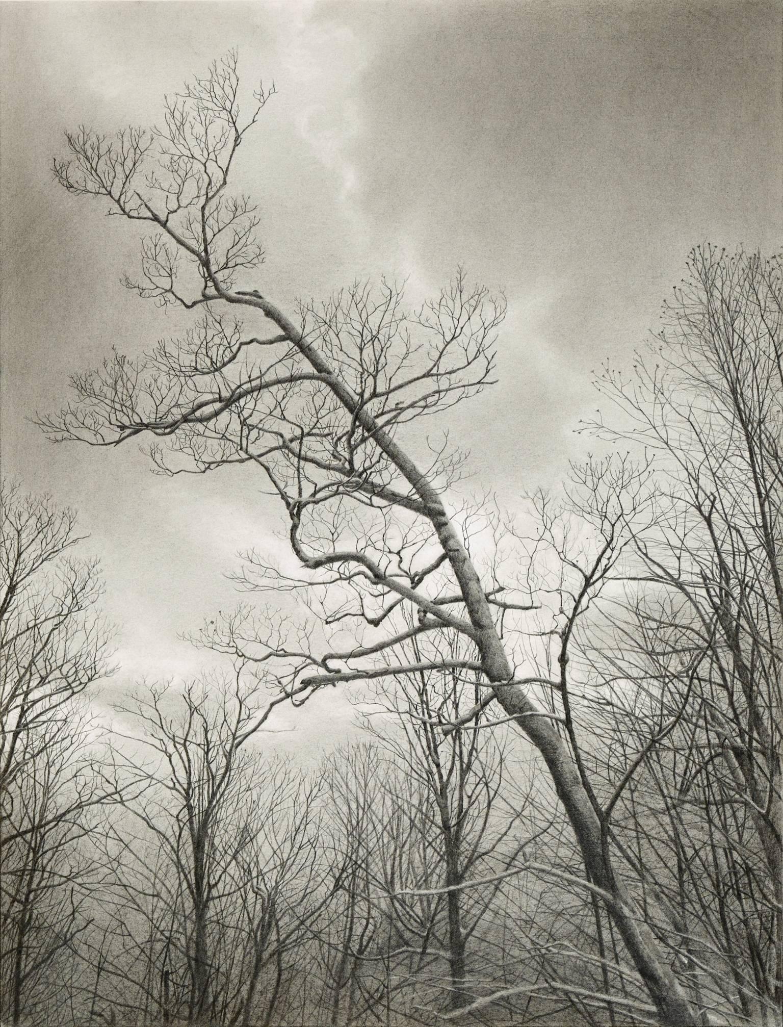 Mary Reilly
Wintry Trees, 2017
Graphite on paper
23.50h x 18w 

Reilly explores the full range of her medium, finding subtle gradations to capture the wane reach of the tree branches against the heft of the snowy clouds. This hyperrealist work is