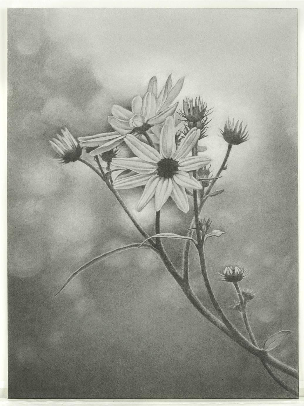 Wildflower, Central Park, photorealist graphite drawing, 2011