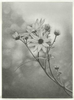 Wildflower, Central Park, dessin au graphite photoréaliste, 2011