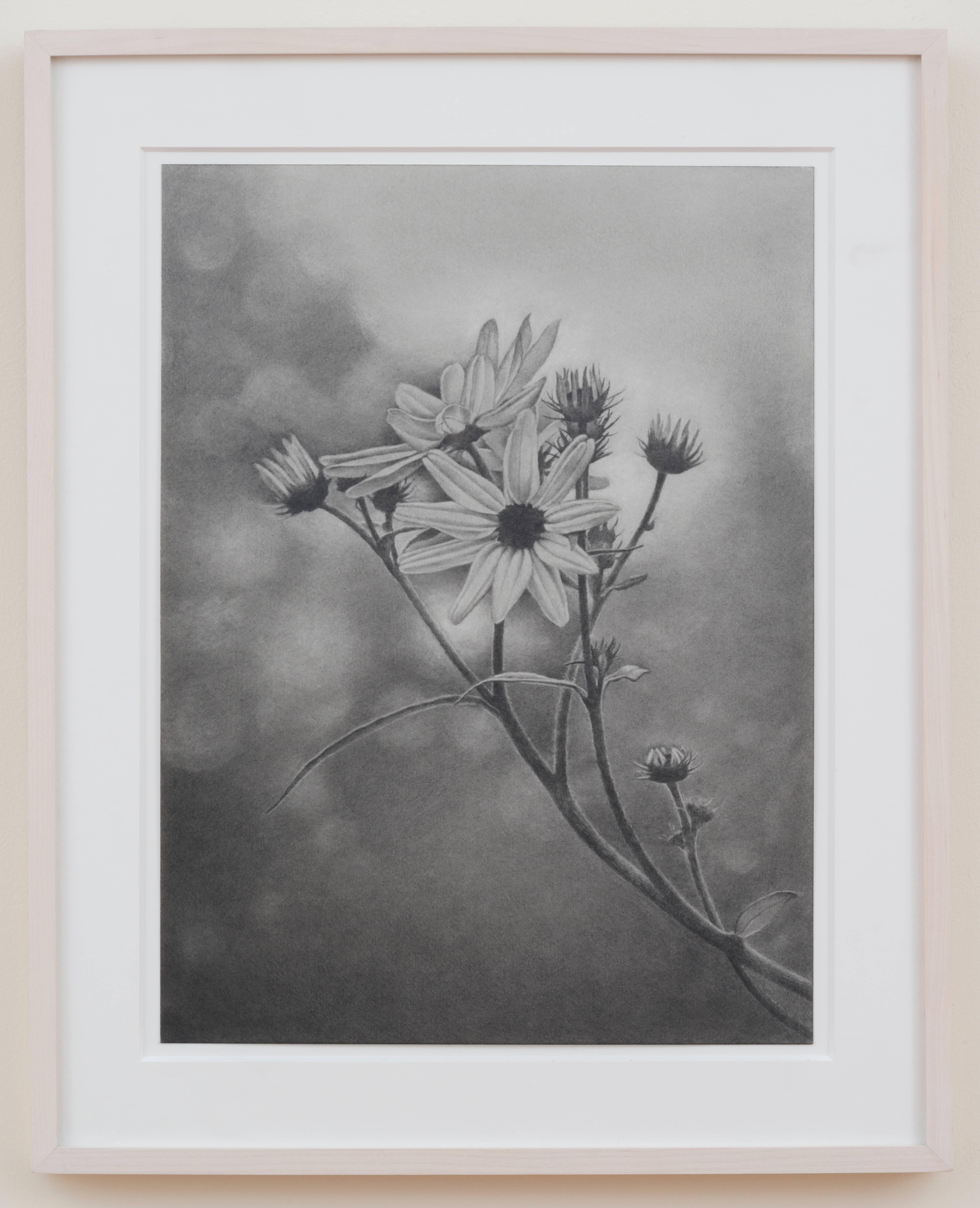 Wildflower, Central Park, dessin au graphite photoréaliste, 2011 - Art de Mary Reilly