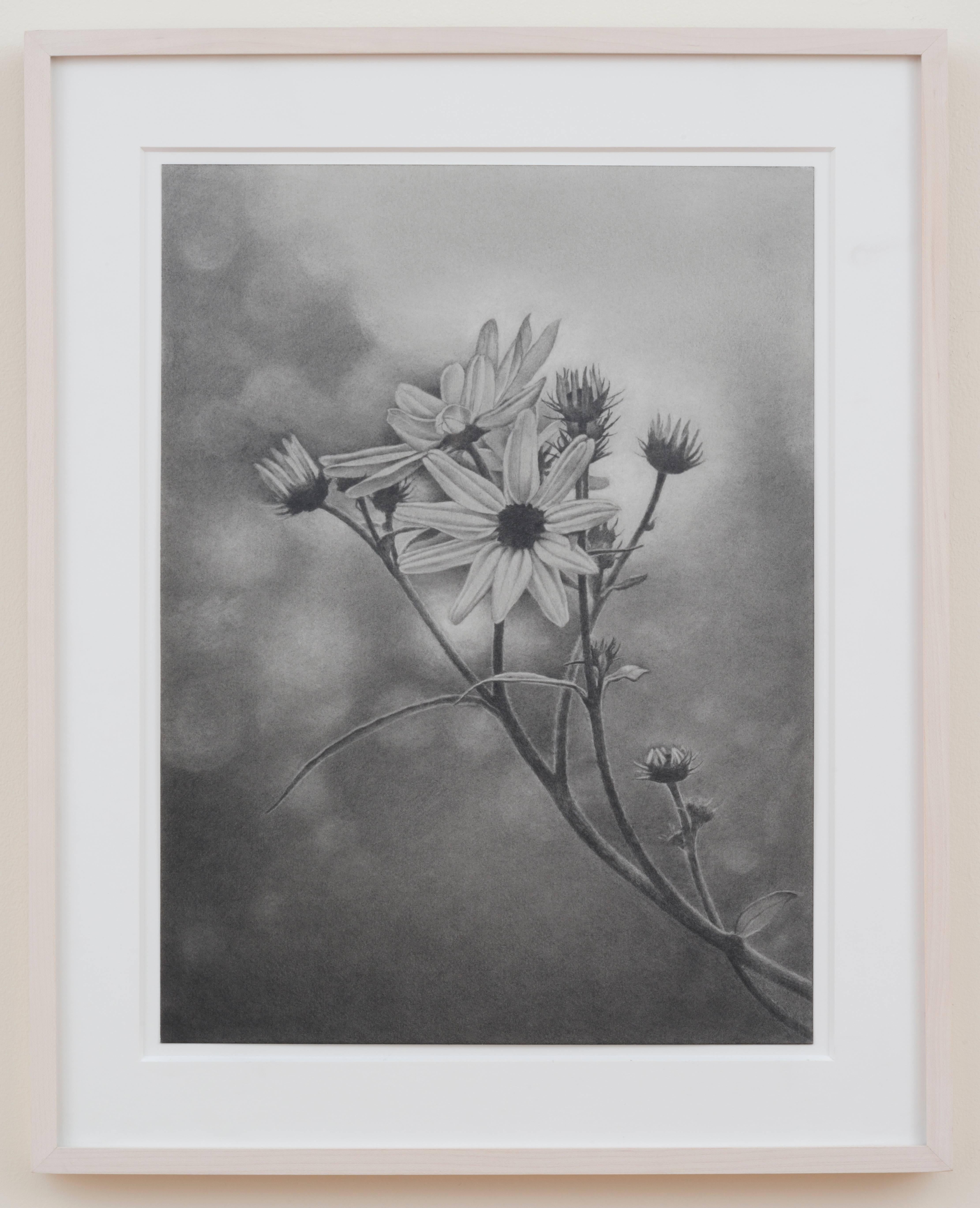 Wildflower, Central Park, photorealist graphite drawing, 2011 - Art by Mary Reilly