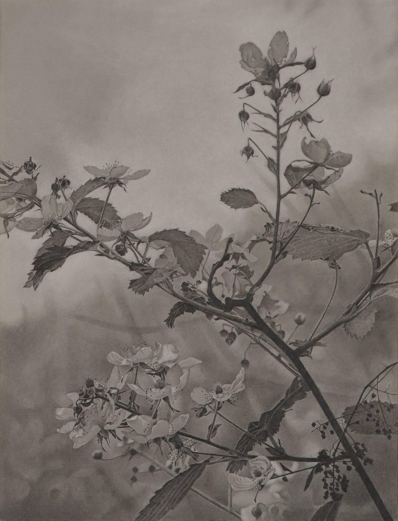 Flowering Hillside, graue, fotorealistische Graphit-Landschaftszeichnung, 2018