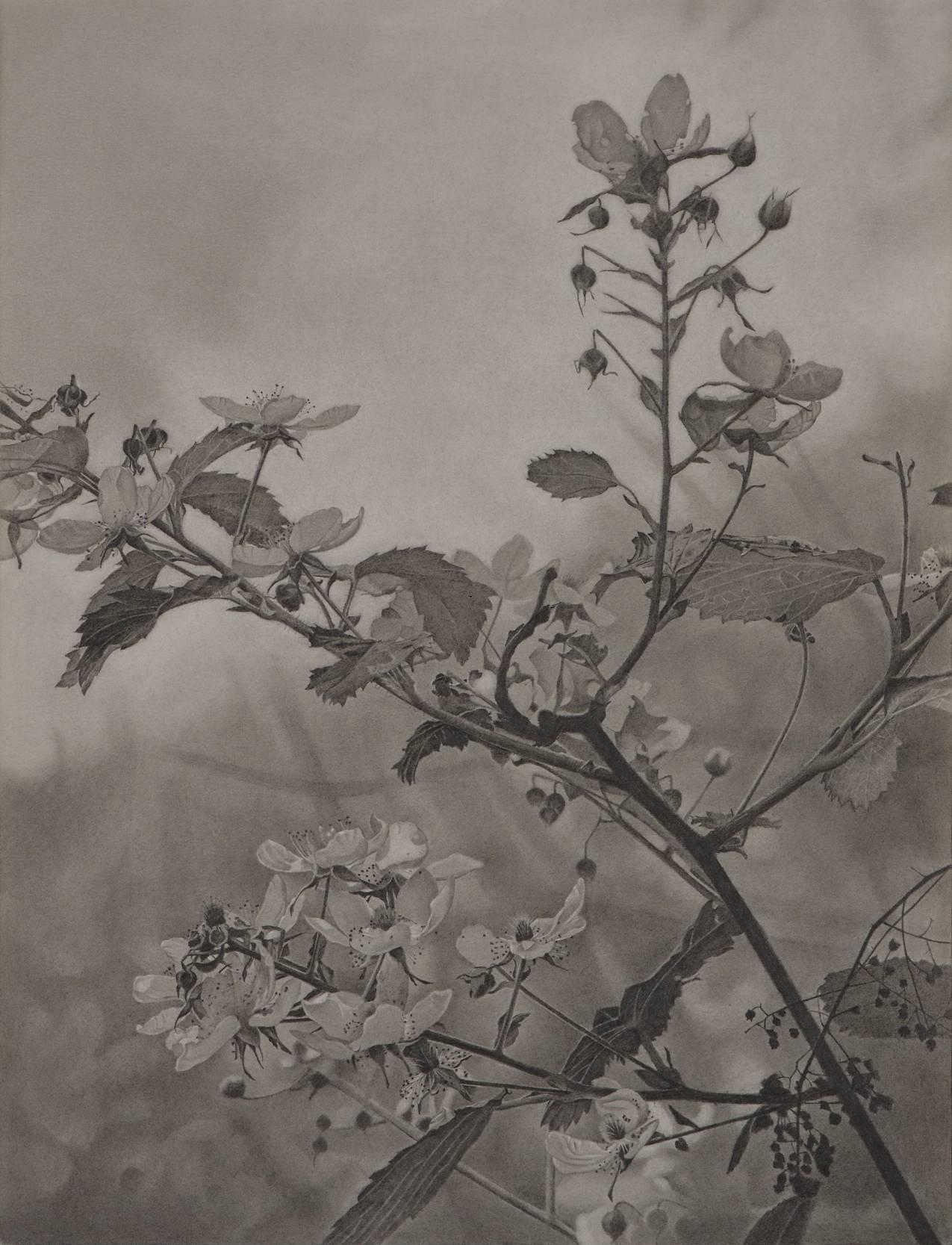 Mary Reilly Landscape Art - Flowering Hillside, grayscale photorealist graphite landscape drawing, 2018