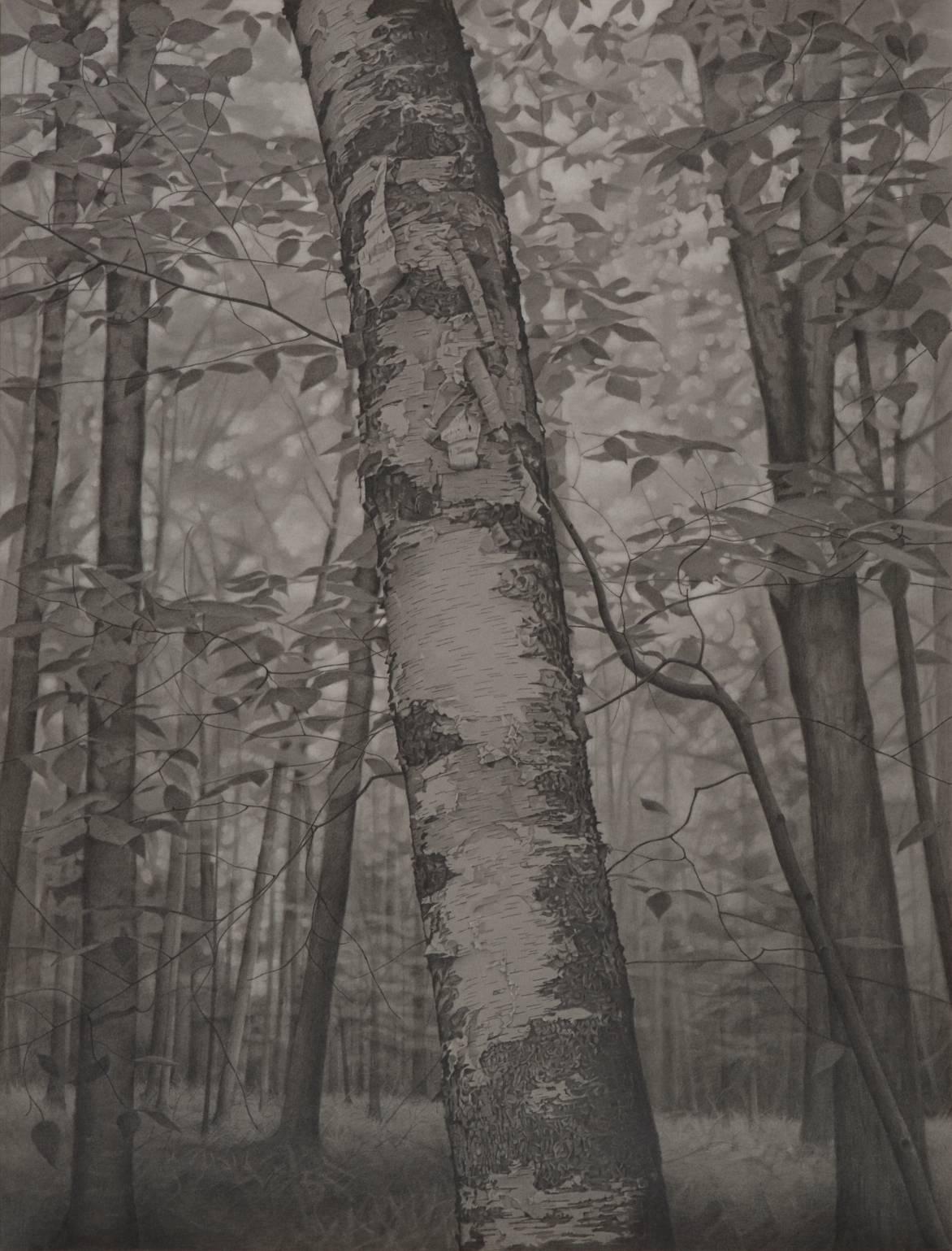 Within the Forest, gray photorealist graphite landscape drawing, 2018