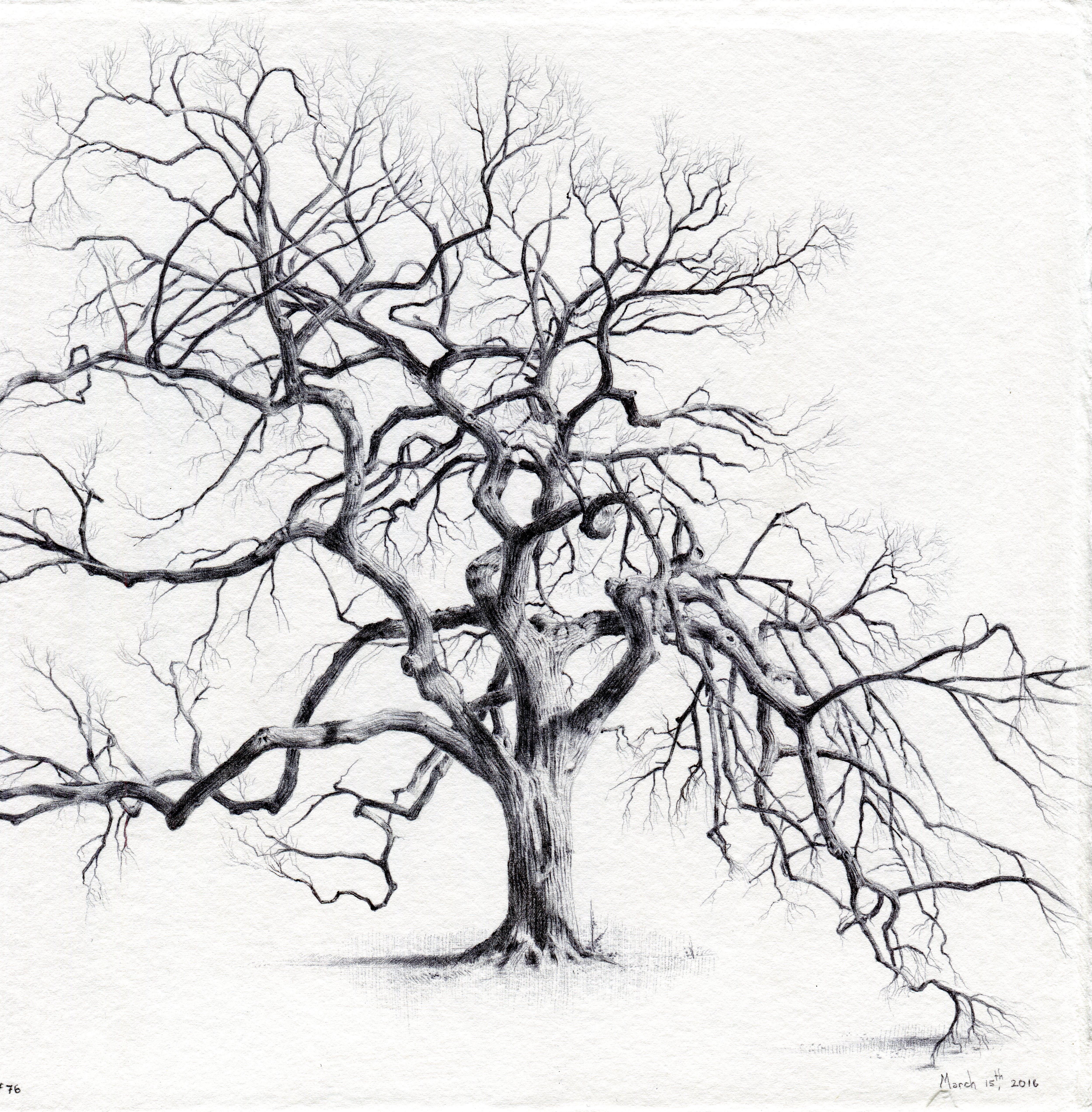 In Tree No. 76, March 15, 2016, Dina Brodsky uses ink to endow her subject with an almost graphic feeling. The high contrast of the black ink with the snowy white paper endows the tree with a fragility that belies its stature.

Dina Brodsky is a