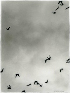 Dozier Bell, Flock 5, Photorealist charcoal on mylar drawing, 2012
