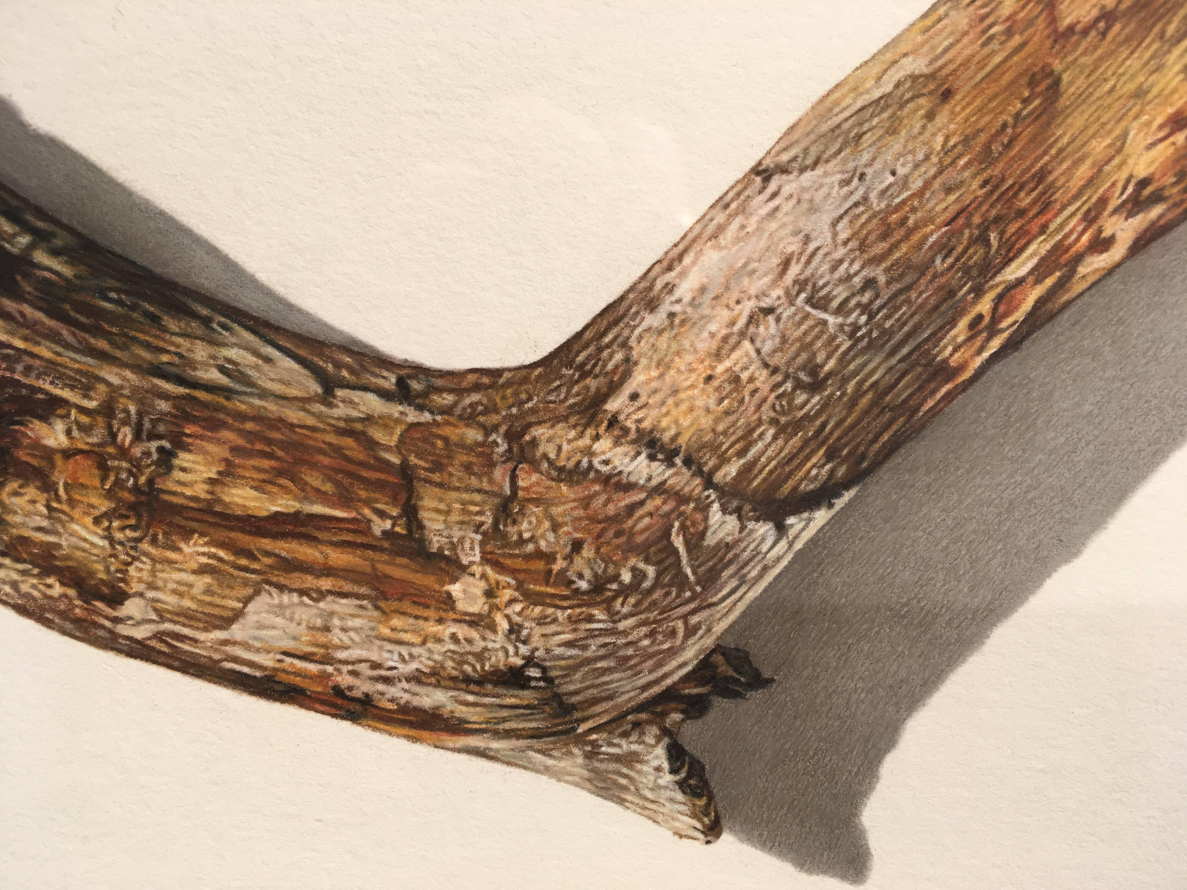 David Morrison, Stick Series No. 3, Photorealist colored pencil drawing, 2015 2