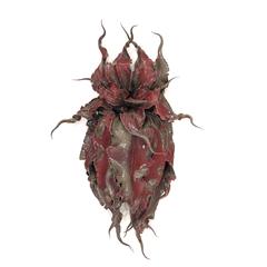 Primordial Garden S 3 11