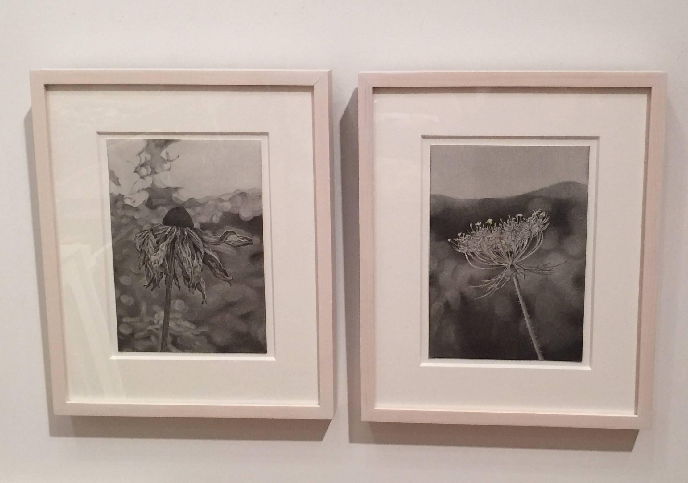 Field of Flowers 1, photorealist graphite floral drawing, 2016 - Art by Mary Reilly