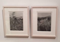 Field of Flowers 2, dessin floral photoréaliste au graphite, 2016