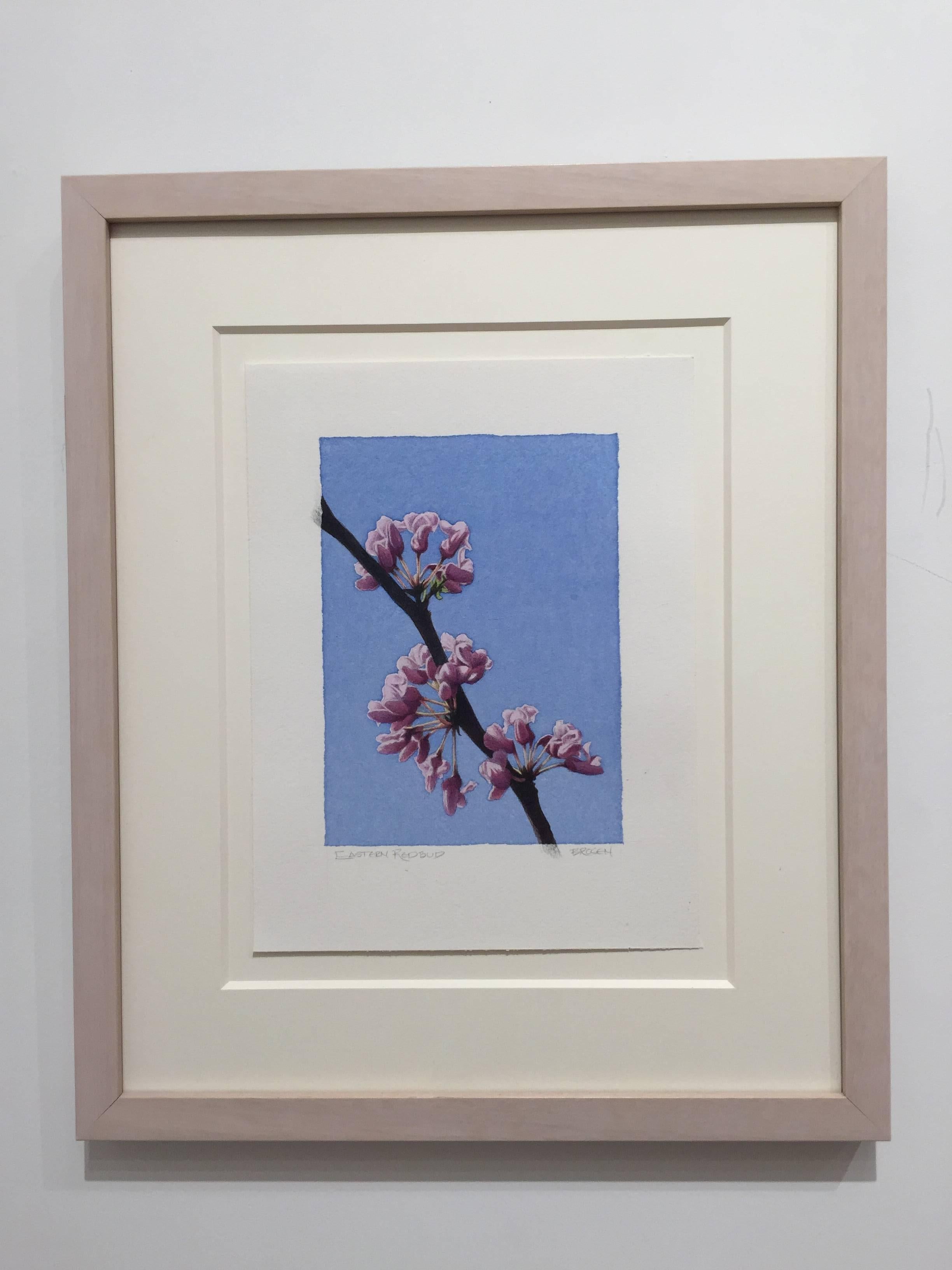 Frederick Brosen, Eastern Redbud, Realist graphite and watercolor painting, 2017 2