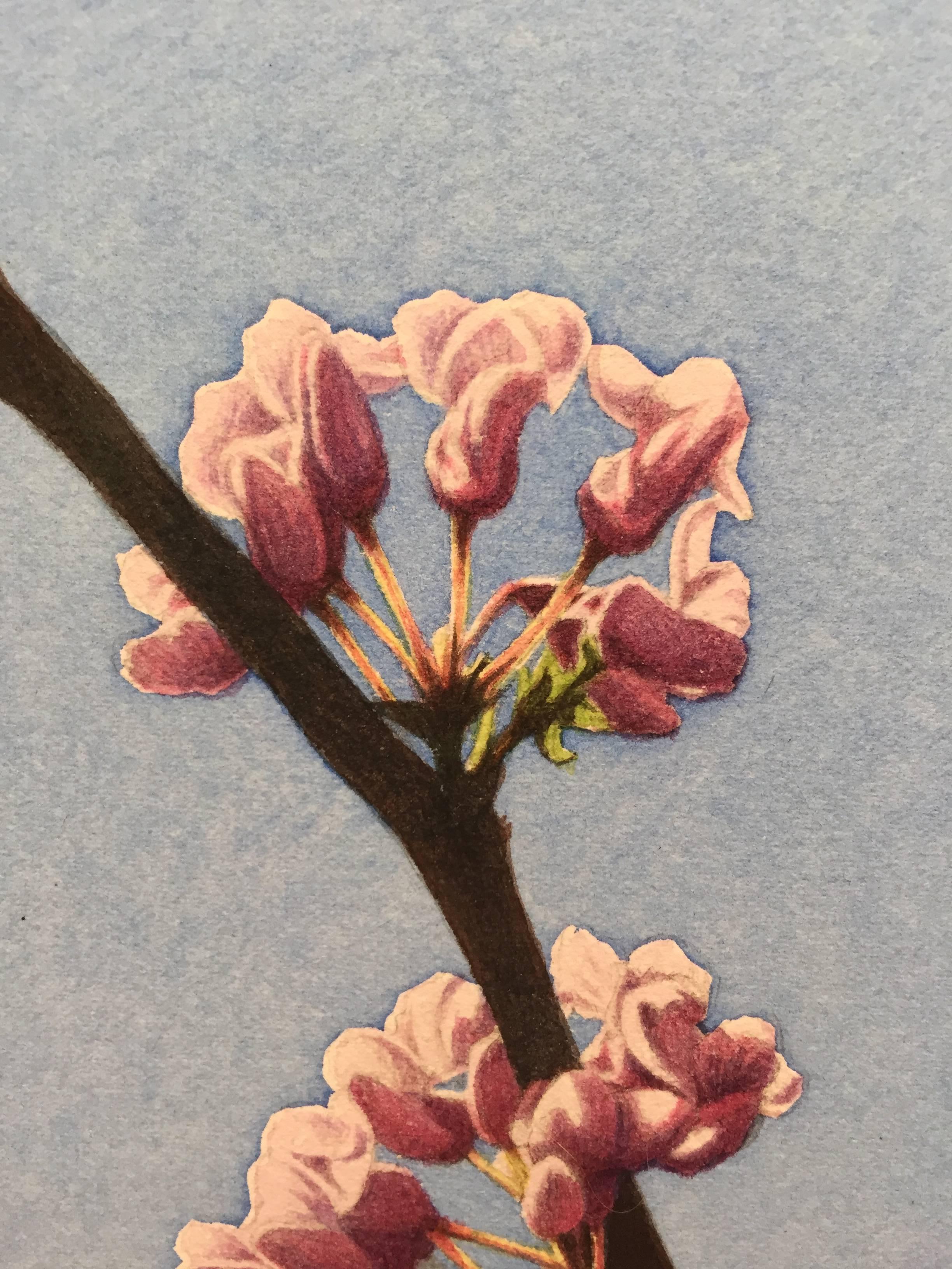 Frederick Brosen, Eastern Redbud, Realist graphite and watercolor painting, 2017 1