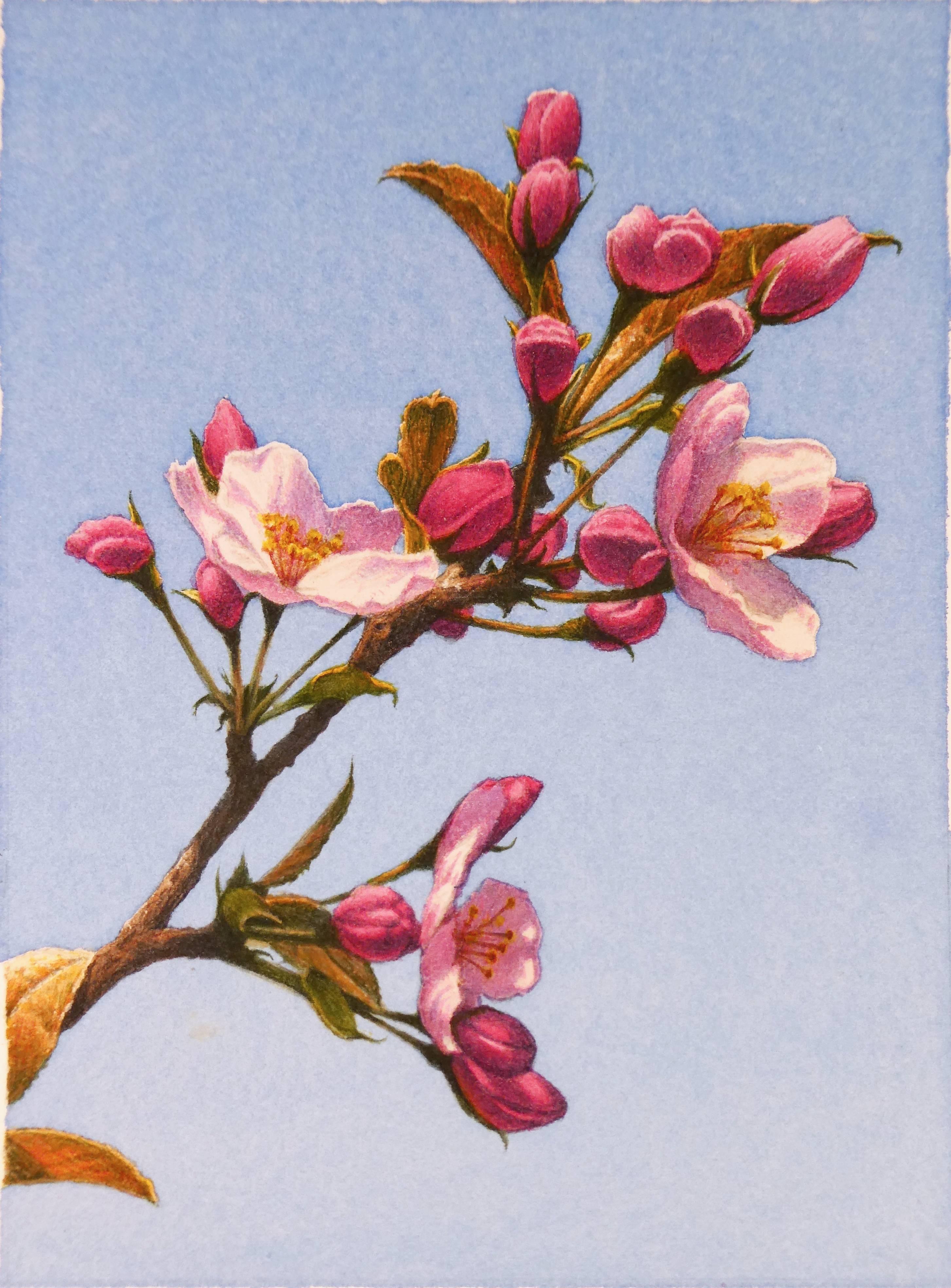 watercolor apple blossoms