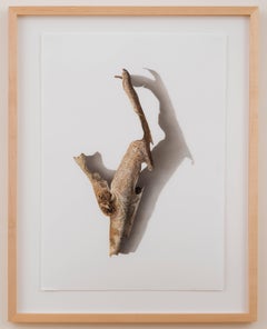 David Morrison, Sycamore Series No. 5, Photorealist colored pencil drawing, 2003