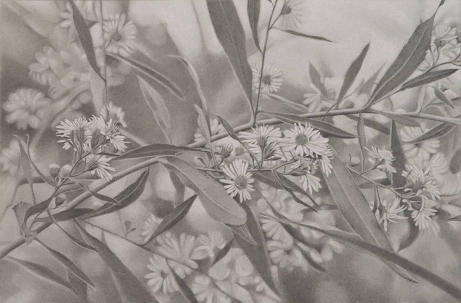 Reilly uses a toning technique to endow her graphite works with a smooth, seamless quality. Rather than distinct outlines, her flower petals glide gracefully into the surrounding space. It is this sense of delicacy, coupled with precision of her