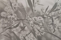 Mary Reilly, Field of Flowers 3, Photorealist graphite on paper drawing, 2016