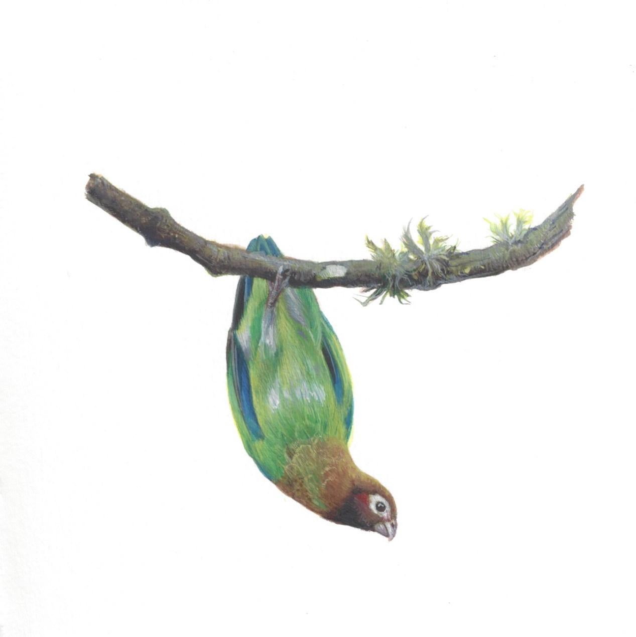 Dina Brodsky verwendet in "Brown-Hooded Parrot" Gouache und Aquarell auf Papier, um den vielfarbigen Vogel darzustellen, der bedrohlich an einem dünnen Ast hängt. Der kleine Vogel reckt seinen Hals, krümmt seinen Körper in einem sanften Bogen und