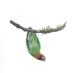 Dina Brodsky, Brown-Hooded Parrot, realist gouache animal miniature, 2018