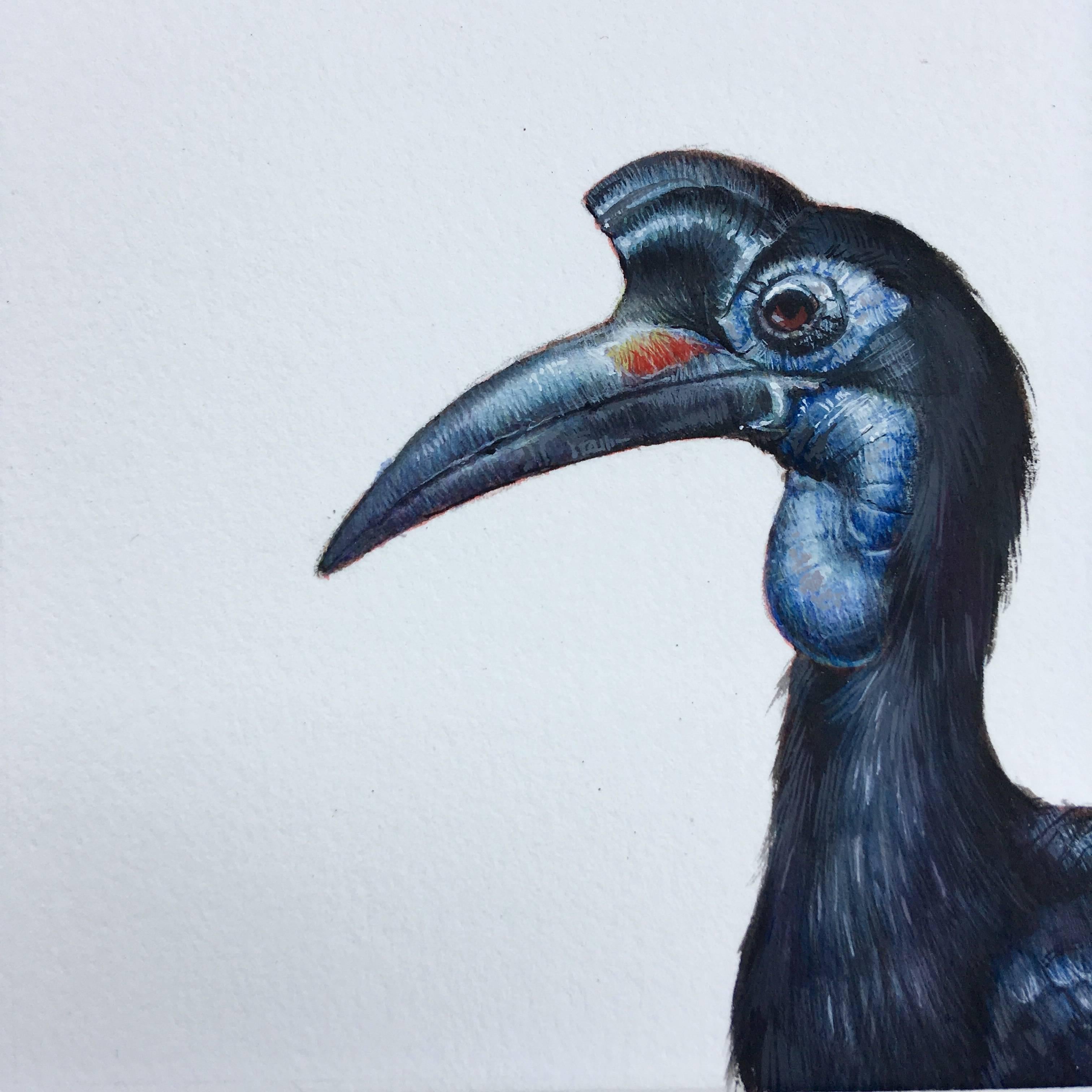 Dina Brodsky Animal Art - Dina Brodksy, Abysinnian Ground Hornbill, realist gouache miniature, 2018