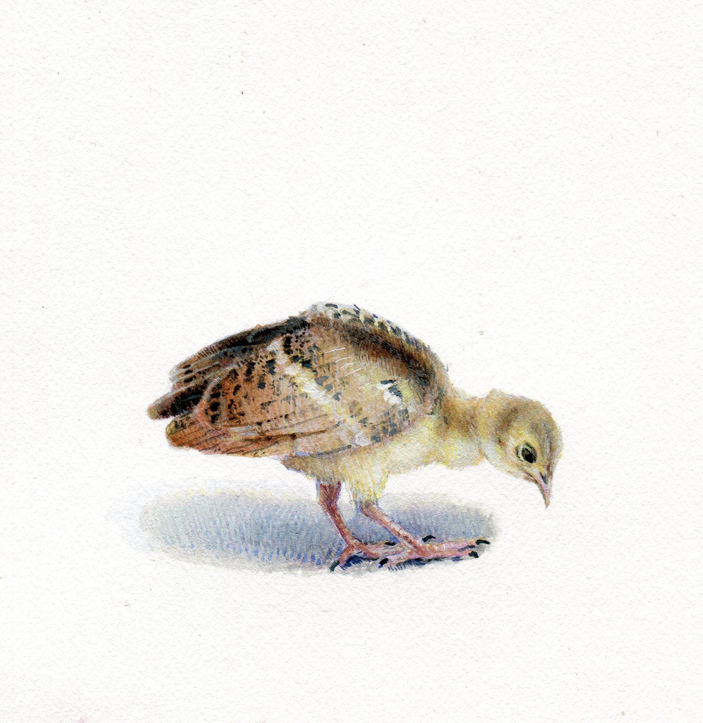 In her realist gouache on paper animal miniature, "Peacock Chick," 2018, Dina Brodsky considers the quiet simplicity of youth. Her gentle handling of the chick's downy plumage lends an added weightlessness and fragility to her subject. The bird
