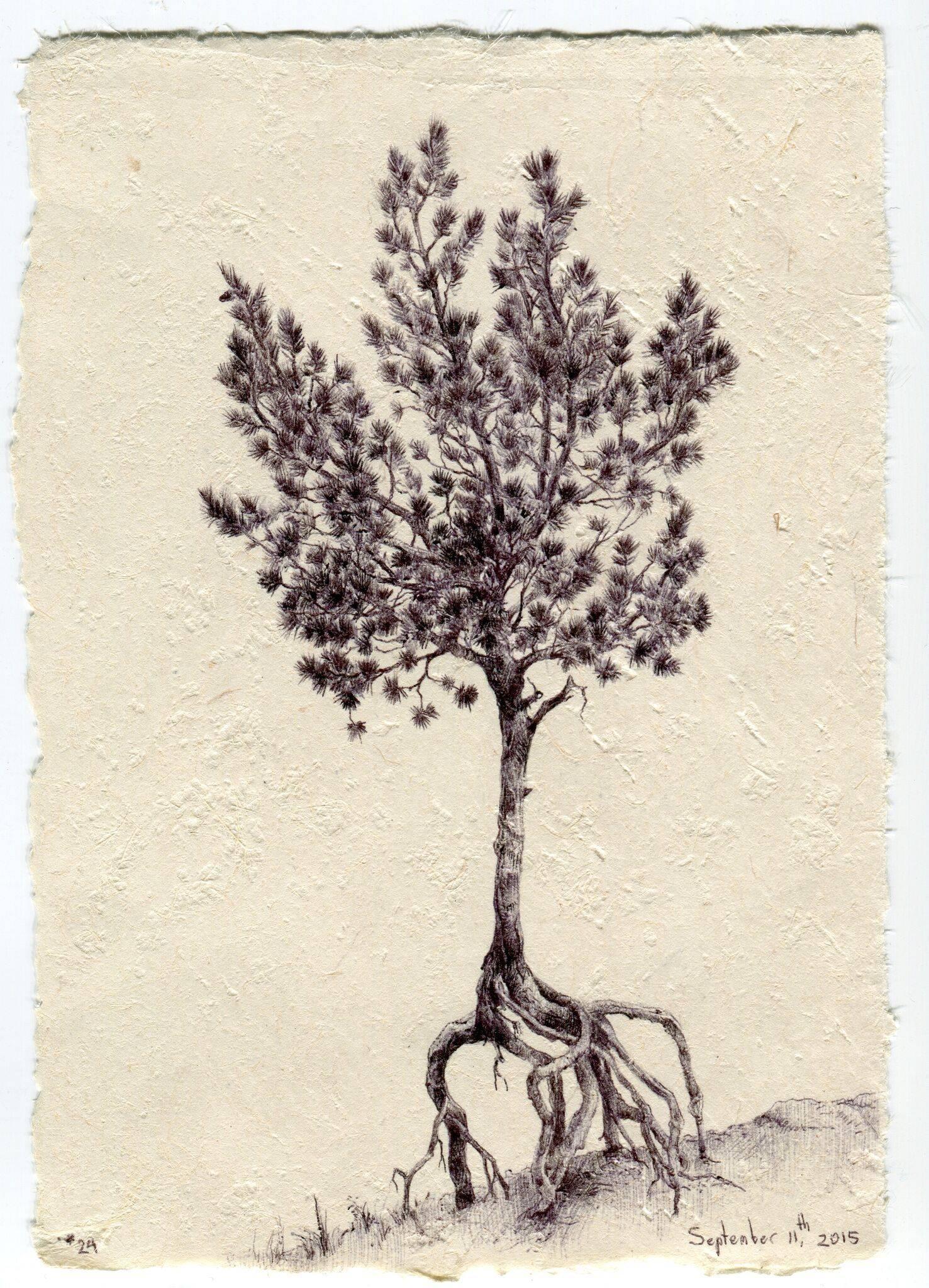 Framed: 10.5 x 10.5 in.

In her drawing, Tree No. 24, September 11, 2015, Dina Brodsky uses ink to emphasize the textures of the tree bark and its foliage. By working strictly in black and white, Brodsky is able to attend to the peaks and valleys of