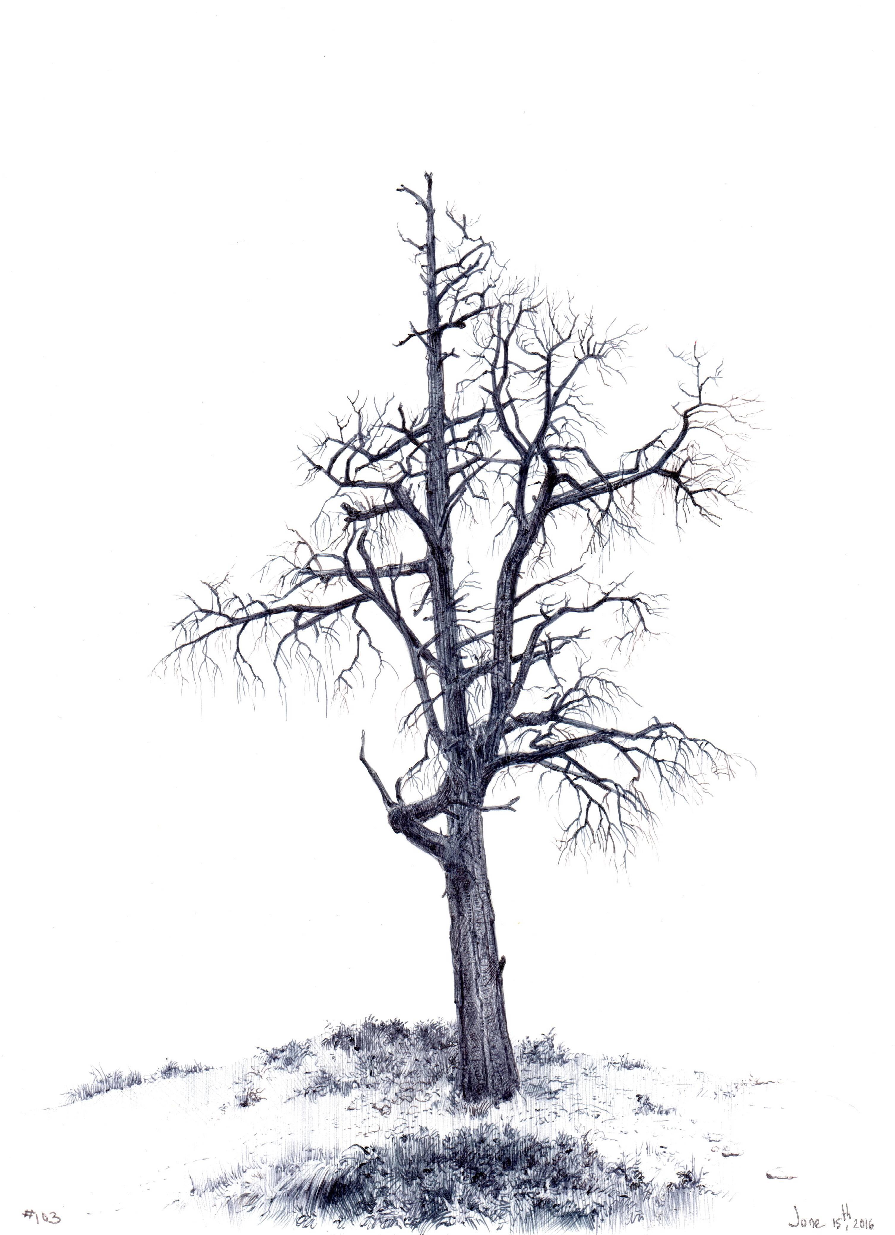 Gerahmt: 10,5 x 10,5 cm.

In ihrer Zeichnung Tree No, 103, 15. Juni 2016, verwendet Dina Brodsky Tusche, um die Texturen der Baumrinde und des umliegenden Grases hervorzuheben. Durch die strikte Verwendung von Schwarz und Weiß kann Brodsky die