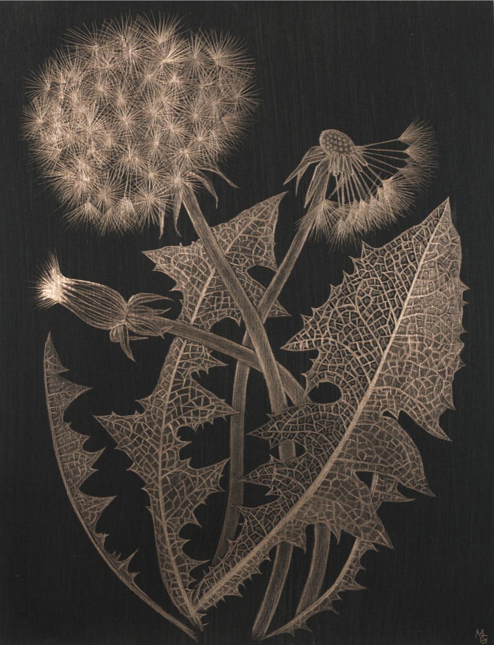 Margot Glass uses a stylus to carefully apply gold particles to her prepared paper. The medium is just as fragile and capricious as the dandelion seeds themselves: “the surface is not forgiving so when I work on these, occasionally they get ruined