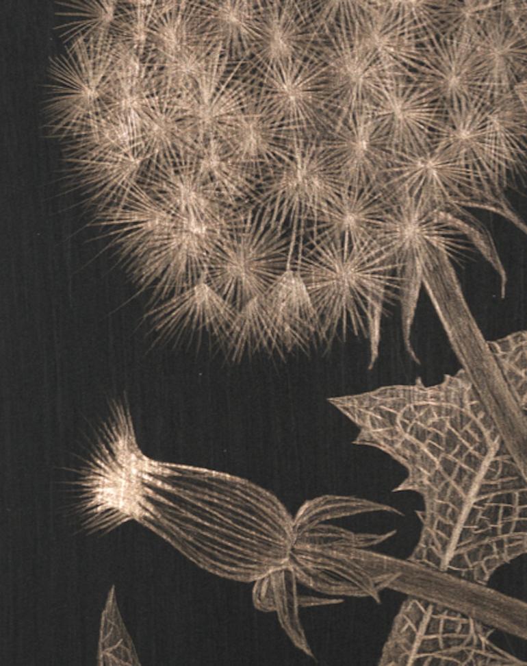 Margot Glass, Two Dandelions with Bud, realist goldpoint still-life, 2019 2