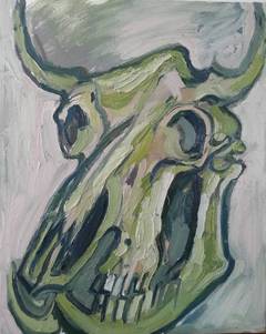 Skull of bull