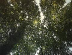 Le Soleil et la foret, oil paint on canvas
