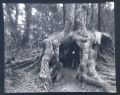 The Hiding Tree