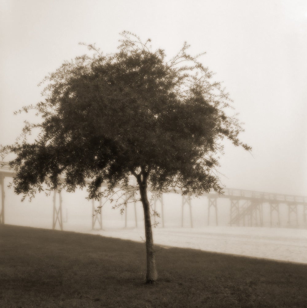 Sandra Russell Clark Black and White Photograph - Tree with Pier