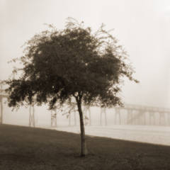 Tree with Pier