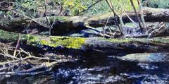 Fallen Trees (study)
