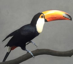 Toucan Contemporary Oil Painting