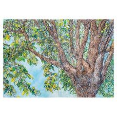 Elderly Elm, Patio 7